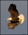 _4SB9063 bald eagle